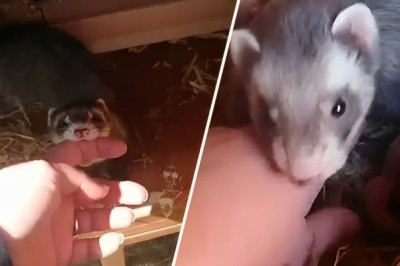 WATCH: Squirrel introduces woman to her newly born babies
