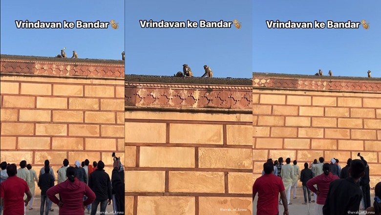 Video: Monkey steals man’s iPhone, returns after ‘deal’