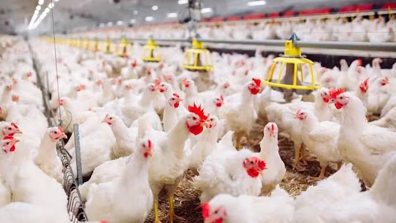 Punjab likely to ban chick export to reduce prices of broiler chicken