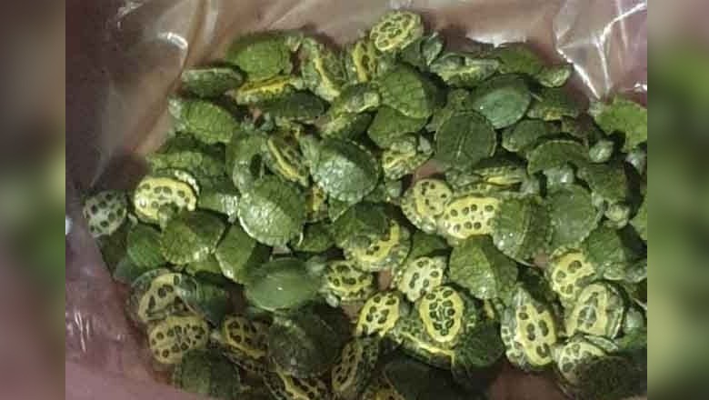 200 rare turtles smuggled from Thailand seized at Lahore airport
