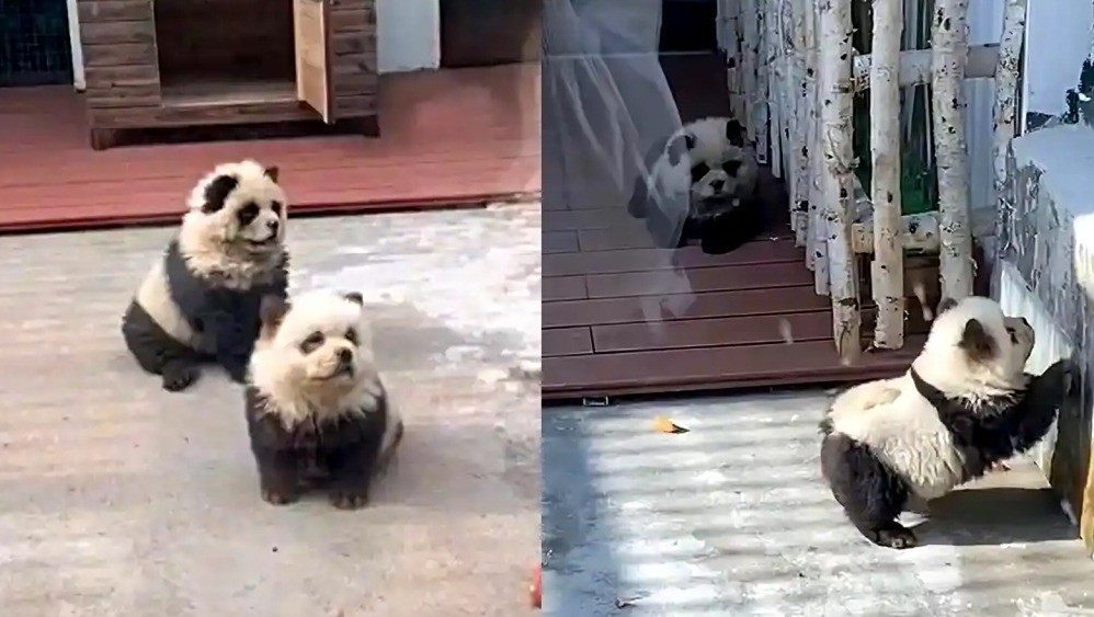 Chinese zoo dyes dogs to look like baby pandas
