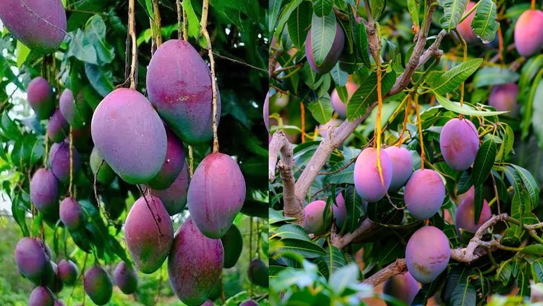 Karachi farmer breaks new ground with Rs300,000 per kg Miyazaki Mango ...