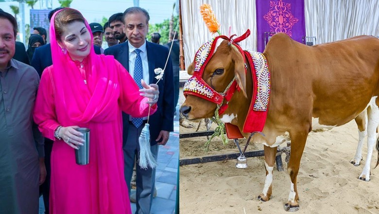 CM Maryam launches 'online portal' for purchase of sacrificial animals in Punjab