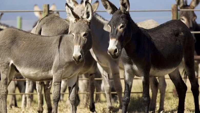 Donkey population keeps growing in Pakistan, climbs to 5.9mln during FY2023-24