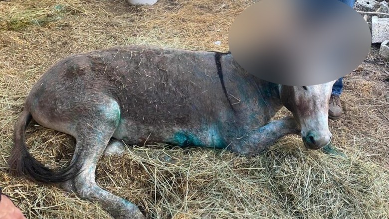 Rawalpindi man cuts off donkey's ears after it strays onto his farm