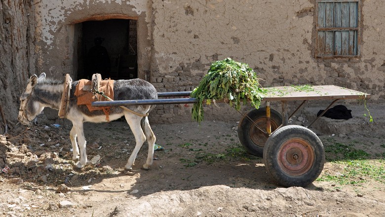 Bahawalpur man’s eyes gouged out over donkey cart theft