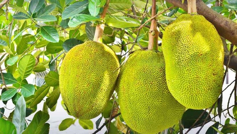 Sindh becomes first province to cultivate jackfruit in Pakistan