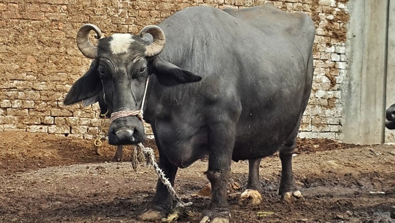 Sargodha man cuts off buffalo’s tongue for eating fodder from his loader