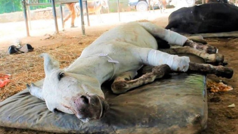 Landlord cut off legs of donkey in for entering his fields in Muzaffargarh