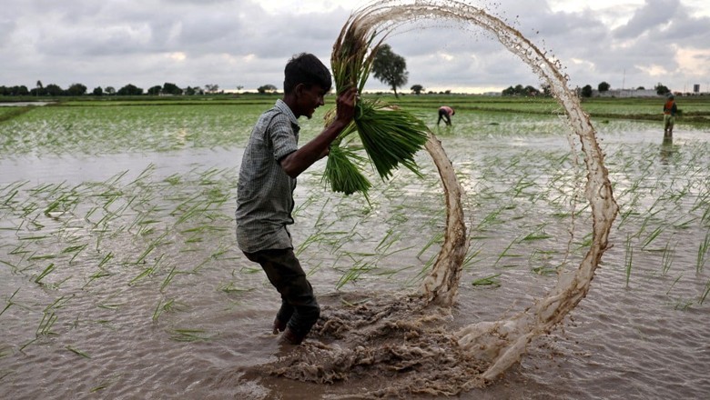Pakistan reduces rice prices as India allows global supply