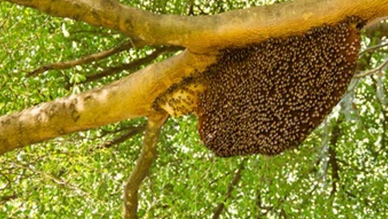 Khairpur landlord breaks boy's leg for taking honey from a tree on his land