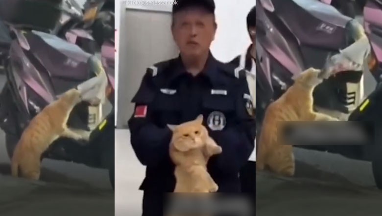 Cat arrested for 'stealing' fish from bike in Thailand