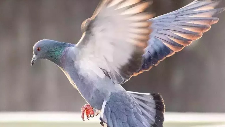 Larkana youth accused of stealing pigeon dies in police custody