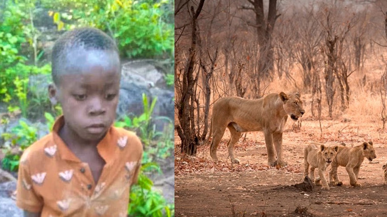 Child spends five days in lion-infested Zimbabwe game park