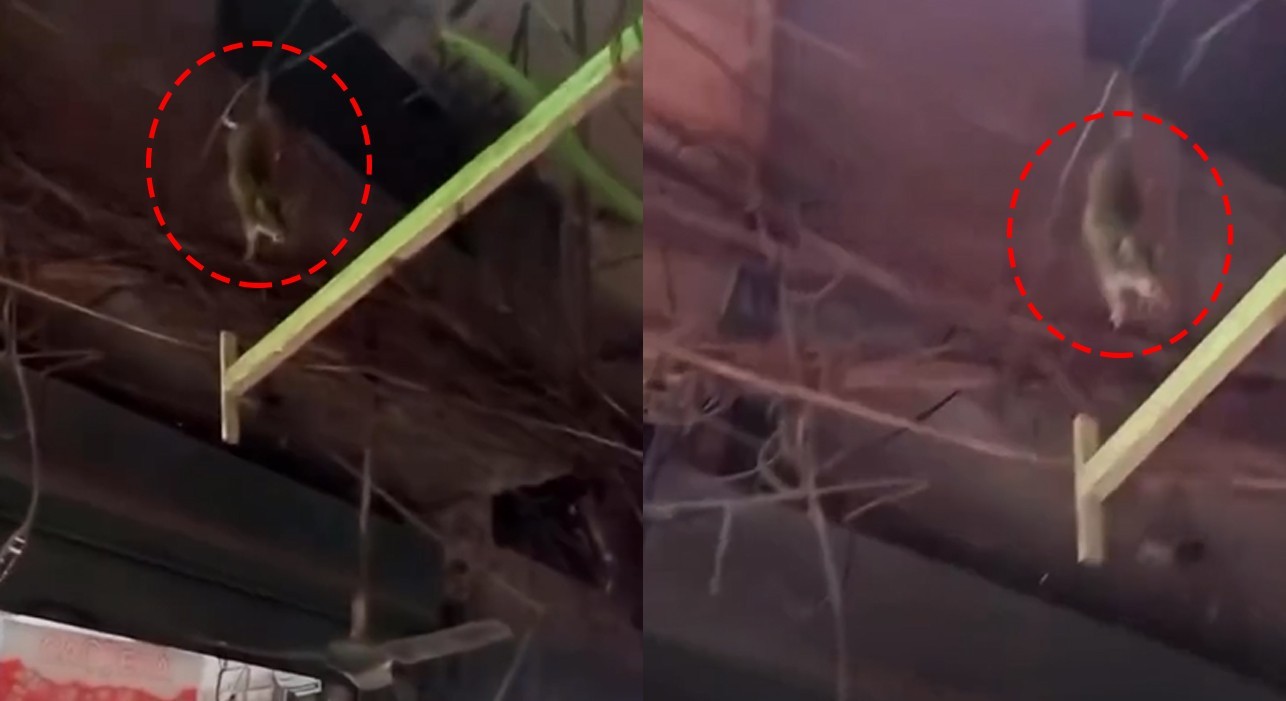 WATCH: Hanging rat causes panic in Lahore market