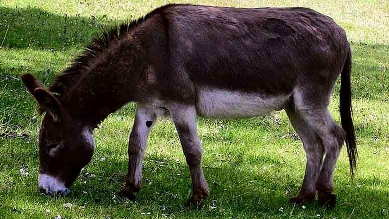 Donkey's legs cut off in Bahawalpur