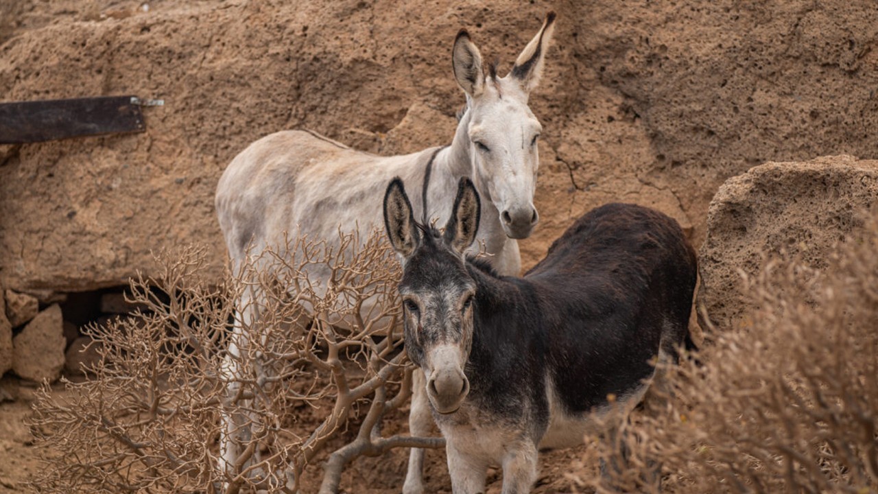Donkey slaughterhouse established in Gwadar