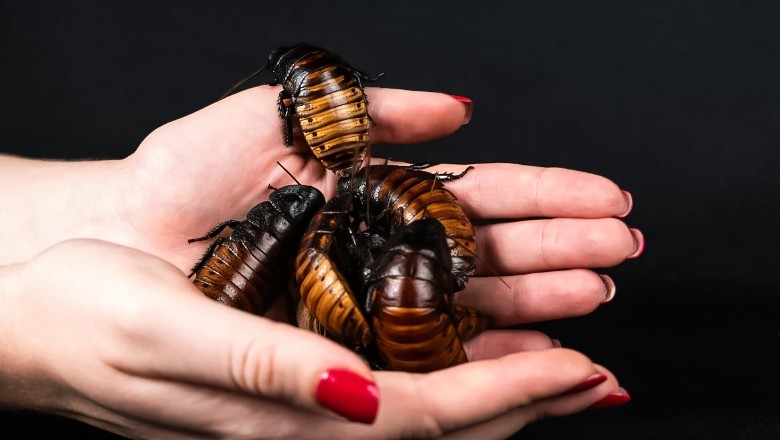 Cockroach milk offers surprising nutritional benefits compared with cow’s milk: study