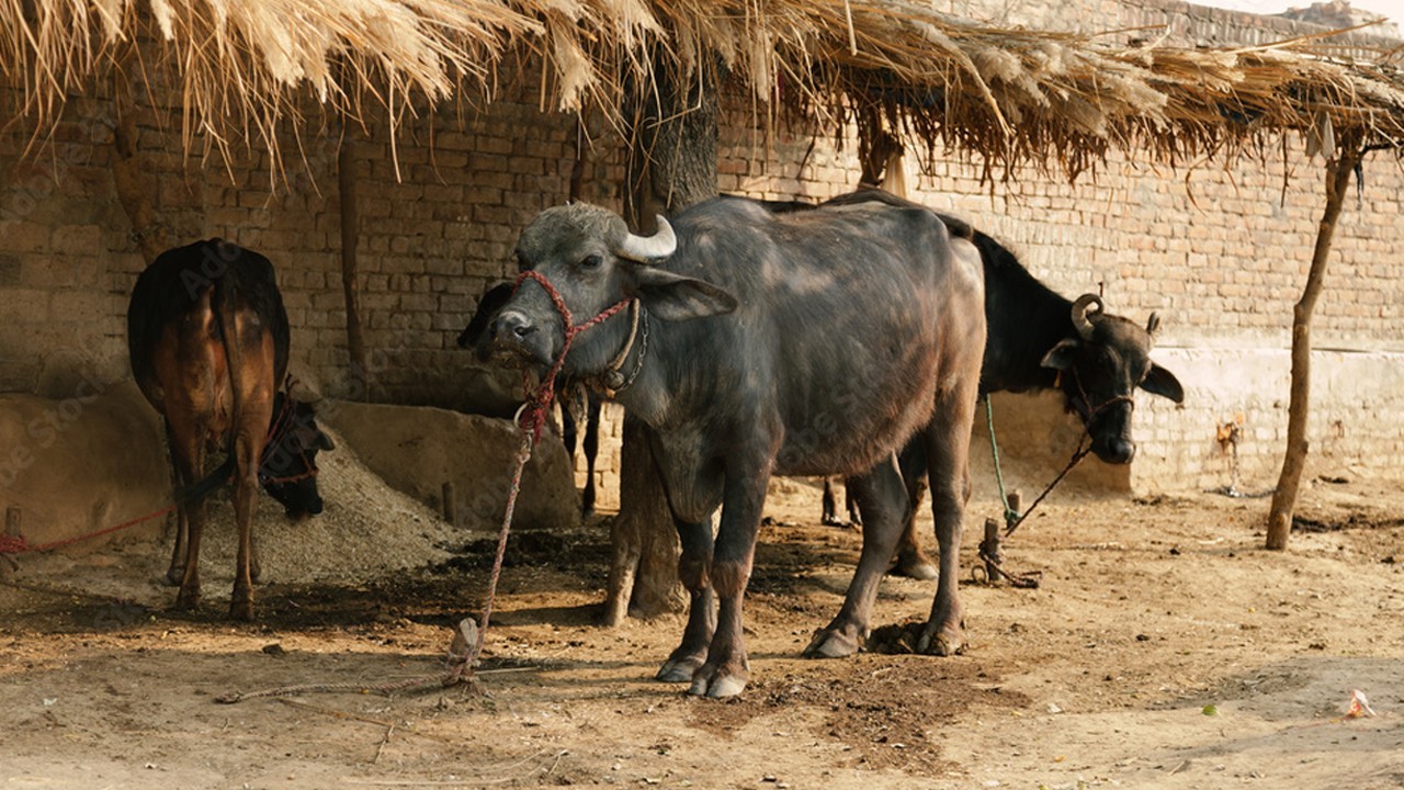WAPDA officials jailed over Buffalo deaths in Sindh