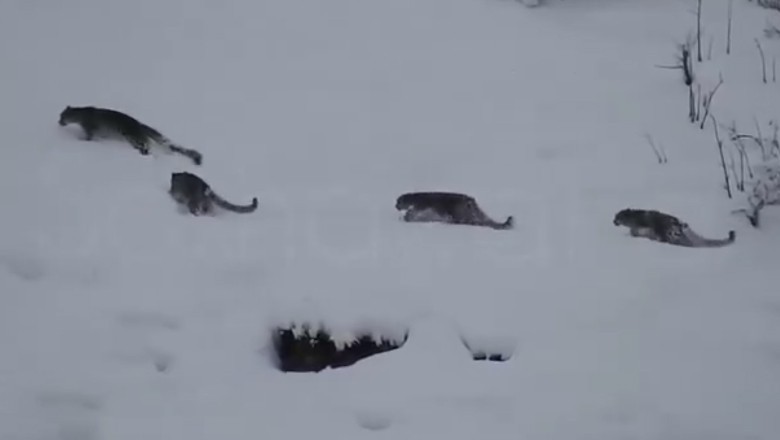 Rare snow leopards spotted in Gilgit-Baltistan near K2