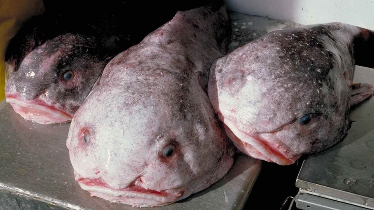 World's ugliest animal declared New Zealand's fish of the year