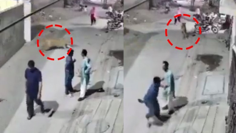 Pet lion escapes farmhouse in Lahore, injures woman and two children