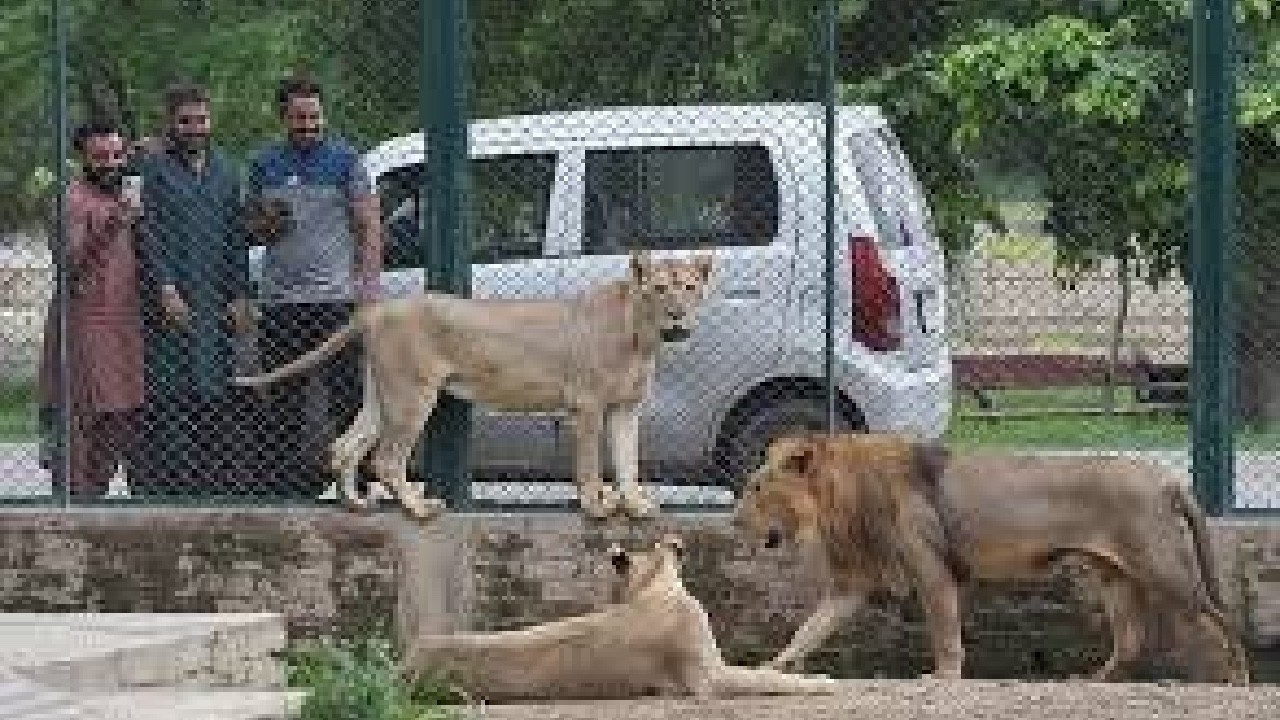 Punjab Wildlife recovers 13 lions in crackdown after Lahore attack