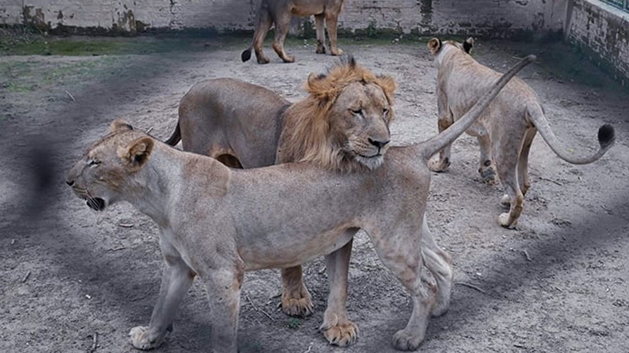 18 pet lions confiscated in Punjab as crackdown begins after Lahore attack