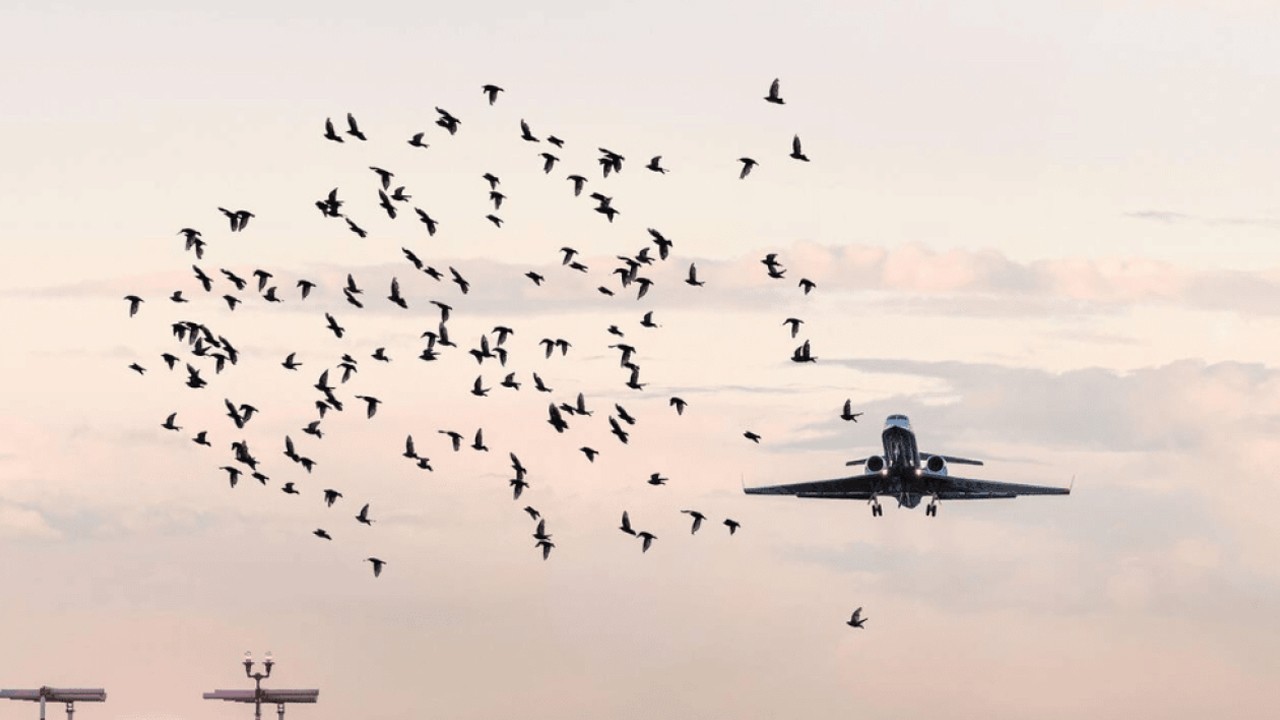 Lahore Airport surroundings declared no-bird zone to ensure passenger aircraft safety