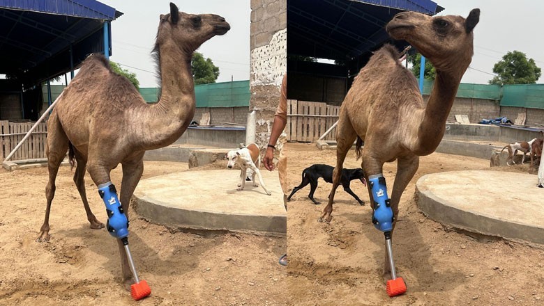 Sanghar camel walks again with prosthetic leg after brutal attack by landlord