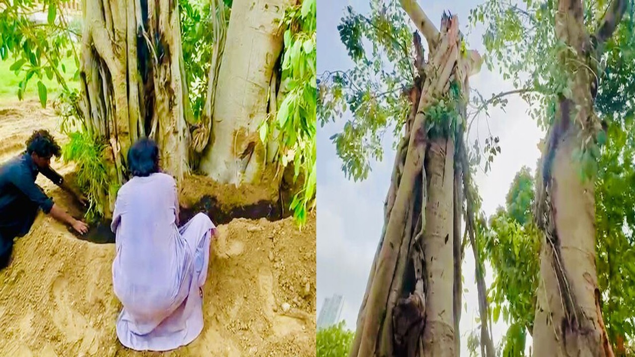 150-year-old Banyan tree replanted in Karachi after monsoon collapse