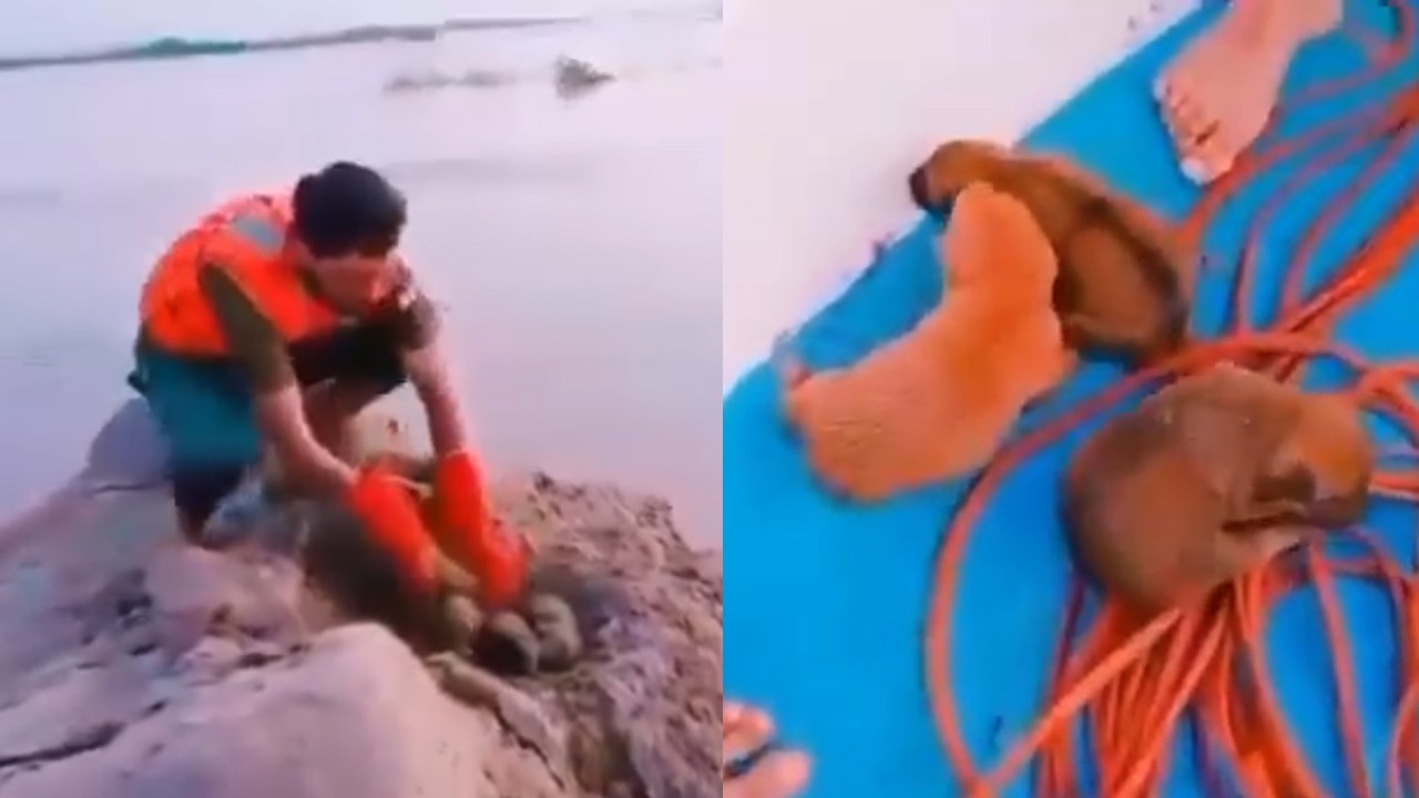 Rescue 1122 saves stranded puppies amid Punjab floods in viral operation