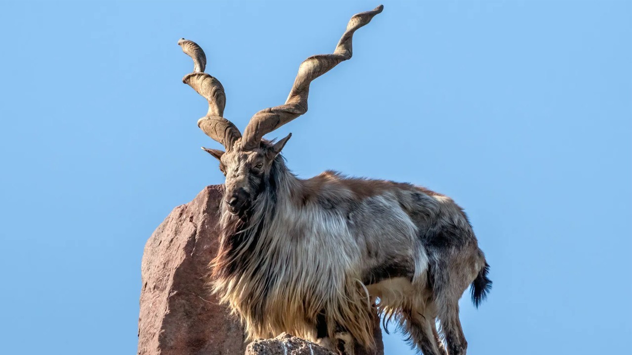 Astore Markhor hunting permit fetches record $370,000 in GB Trophy Auction