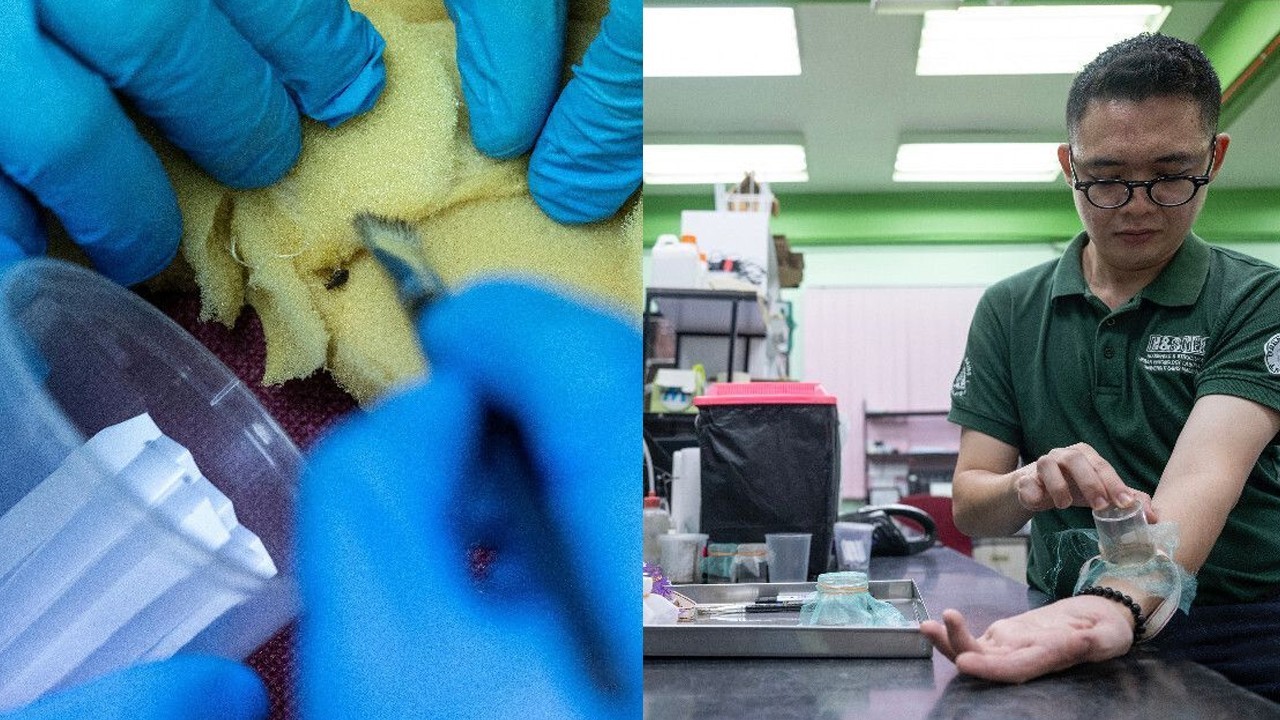 Scientists in Malaysia recruit bed bugs to help solve crimes