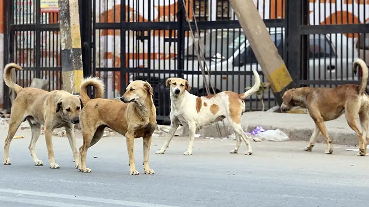 Dog bite cases surge in Karachi, 850 reported in first five days of 2026