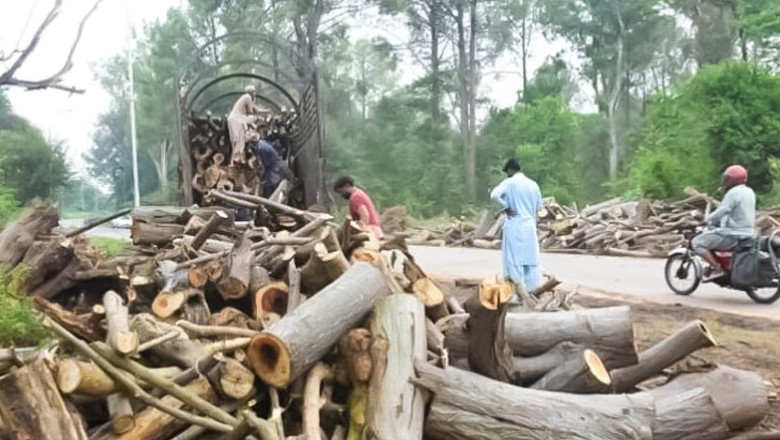 IHC halts tree cutting, seeks detailed report from CDA