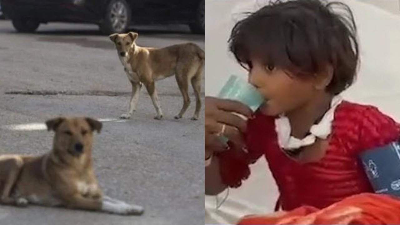 Karachi records first rabies case of the year as 8-year-old girl fights for life