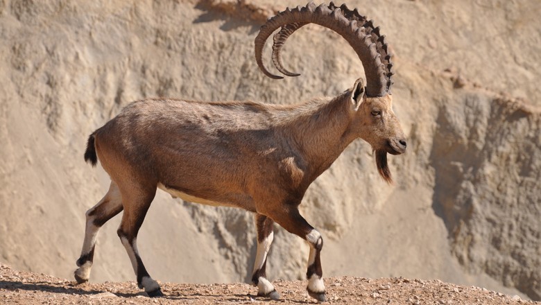 Rare Ibex with 40-inch horns hunted in upper Chitral