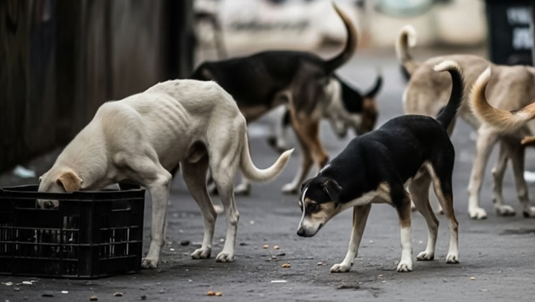 Korangi records six dog bite cases in a single day