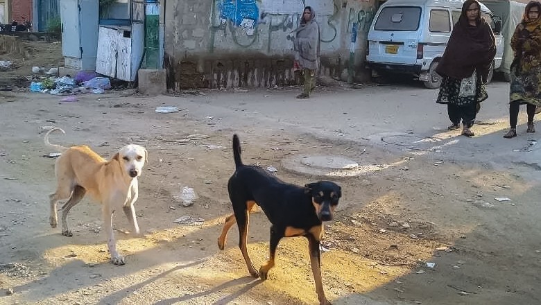 3-year-old killed in Lodhran by dog attack