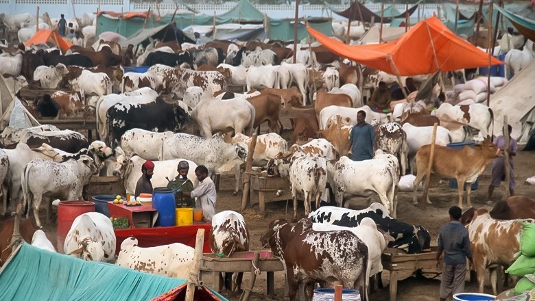 Karachi livestock market welcomes over 65,000 sacrificial animals