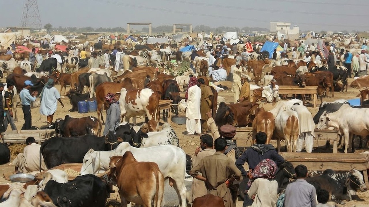 Karachi commissioner grants permission to set up cattle markets at five sites