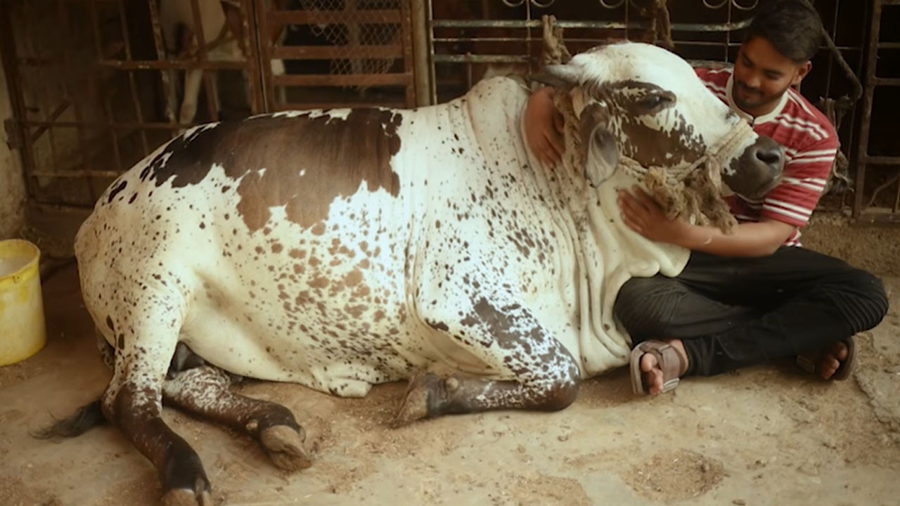 Karachi resident describes emotional bond with sacrificial calf raised like family