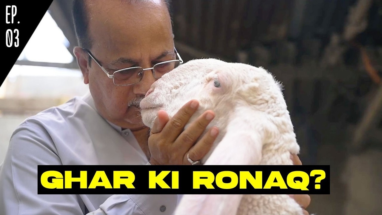 Karachi family raises sacrificial animals at home