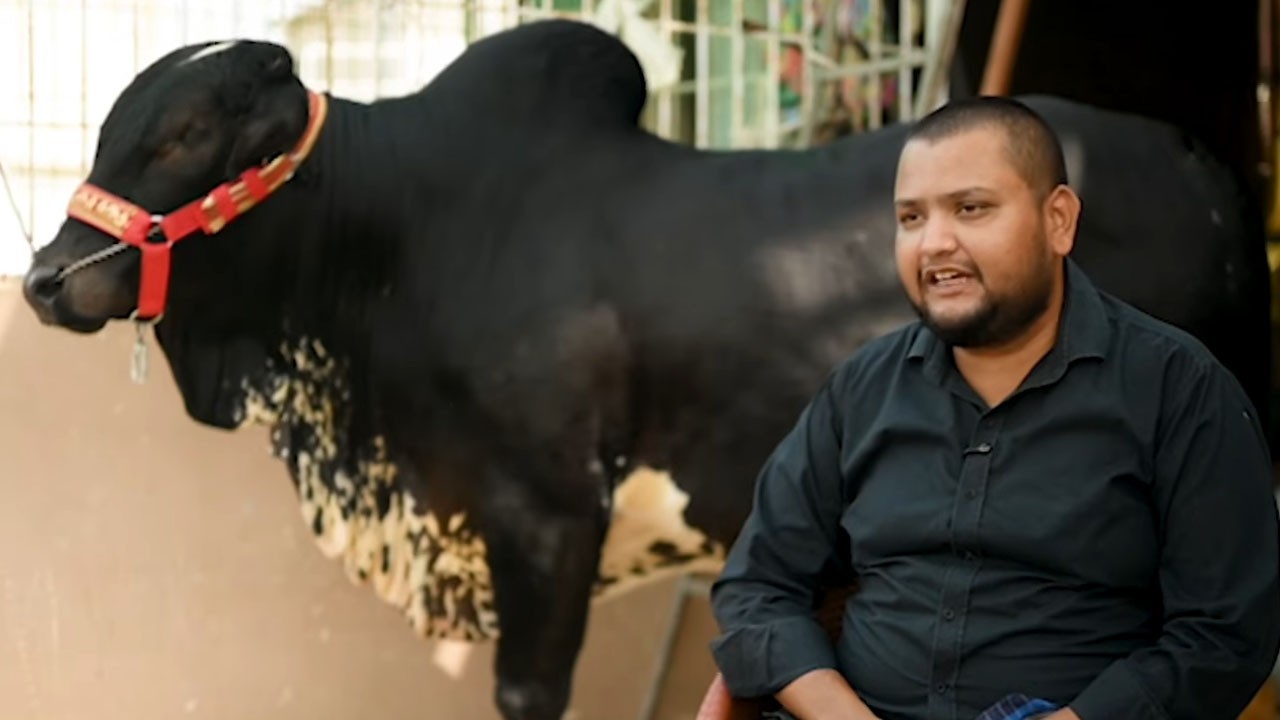 From calf to “Black Panther”: A story of care and tradition
