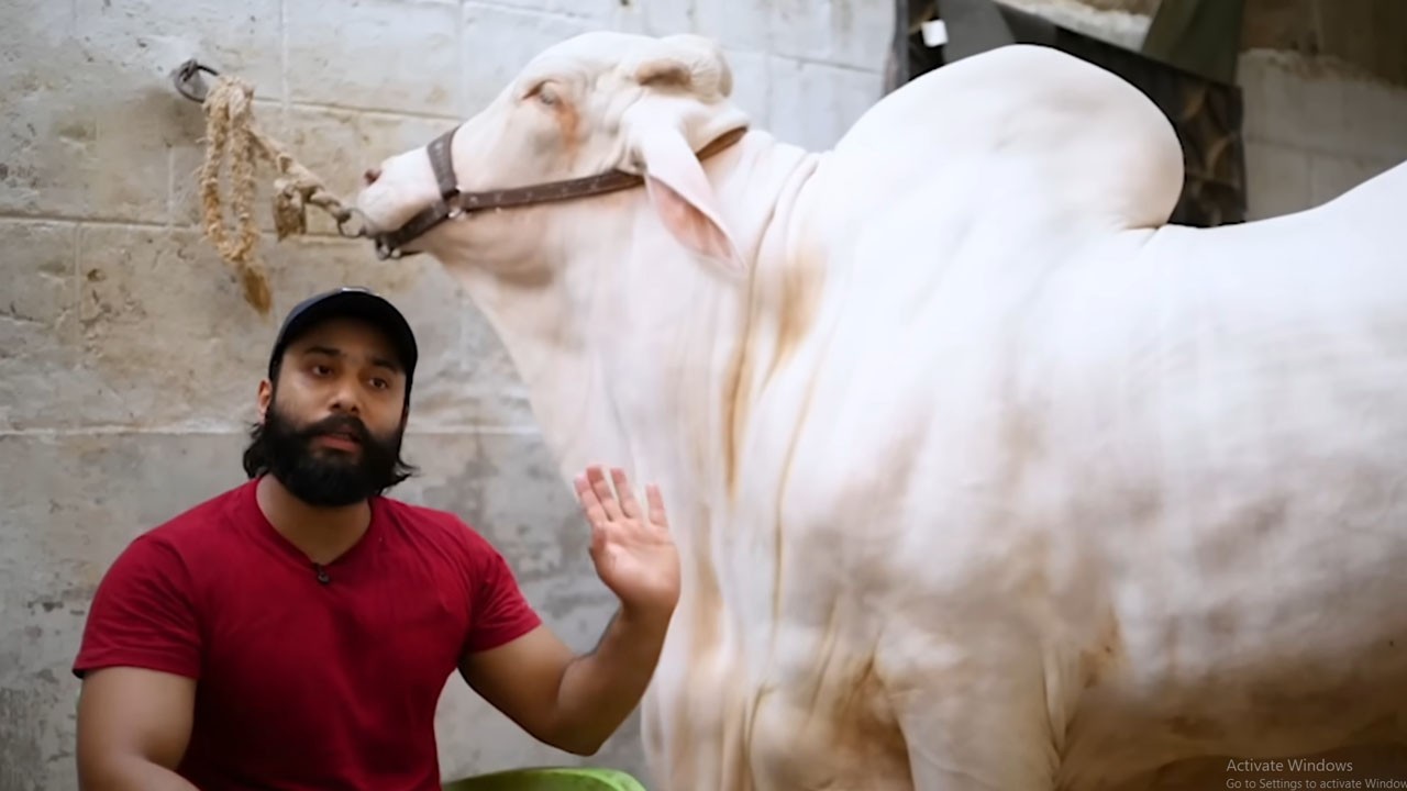 Qurbani Aik Ehsass: The story of a family’s deep attachment to their 