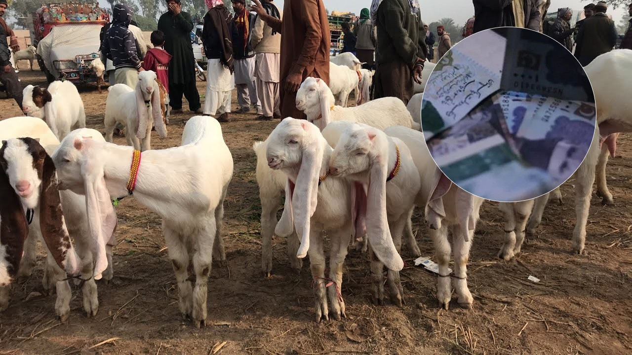Man arrested for defrauding sacrificial animal sellers with fake notes