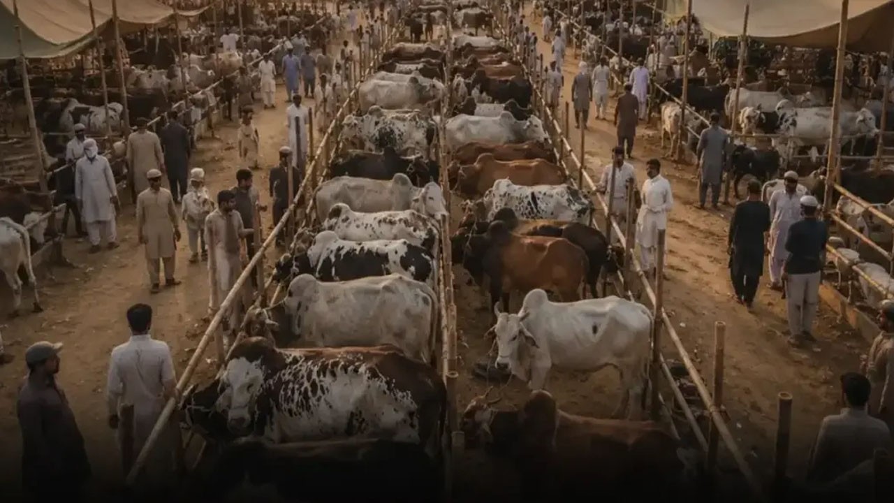 Eid cattle trade turns city roads into chaos