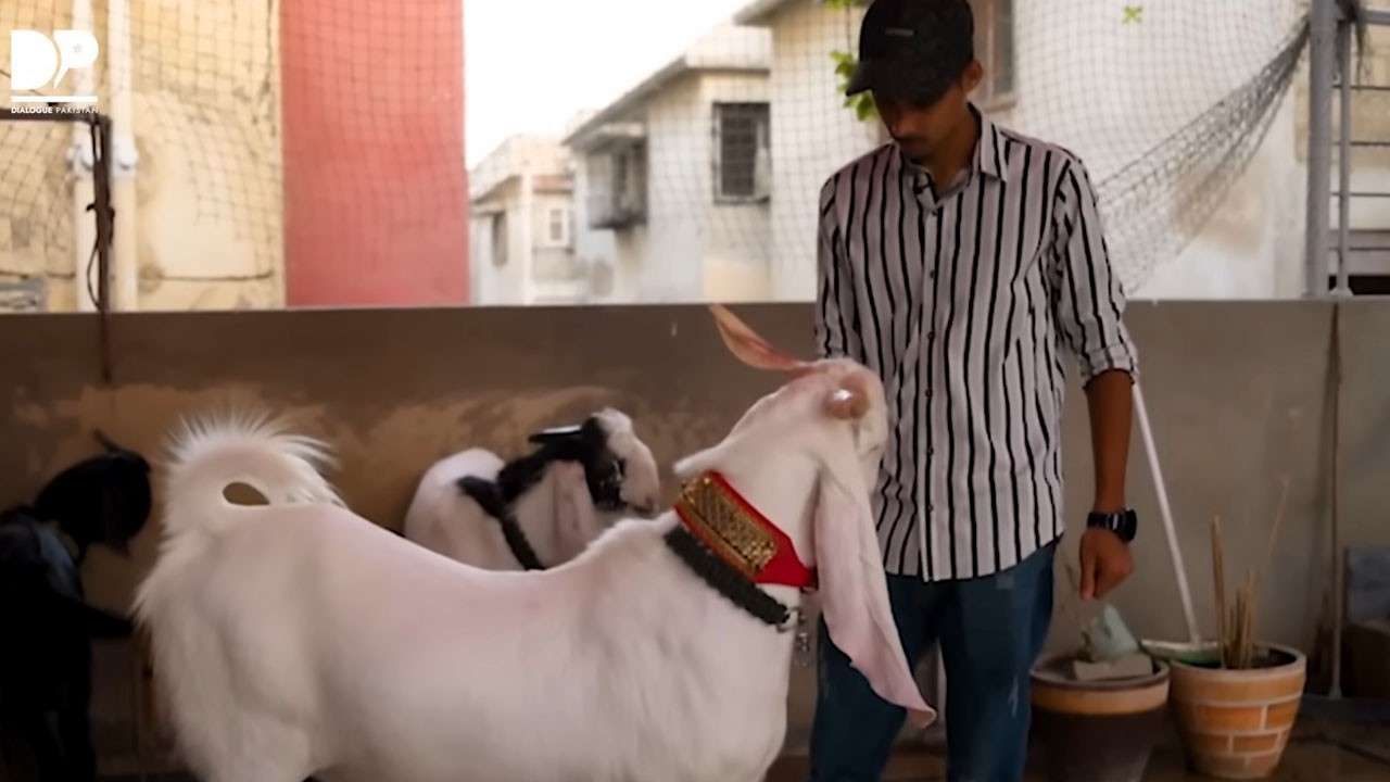Man who hand-raised goats says farewell will be “painful but religious duty”