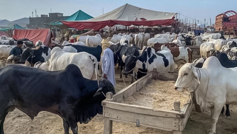 Crackdown launched on illegal livestock markets across Karachi